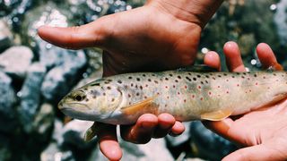 Michigan Rises in 2026: A Freshwater Paradise for Anglers Considering Relocation (Featured)