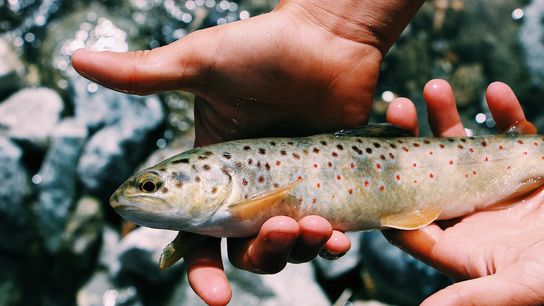 Michigan Rises in 2026: A Freshwater Paradise for Anglers Considering Relocation